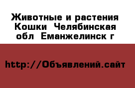 Животные и растения Кошки. Челябинская обл.,Еманжелинск г.